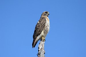 Hawk, Red-tailed, 2013-04306548 Broad Meadow Brook, MA